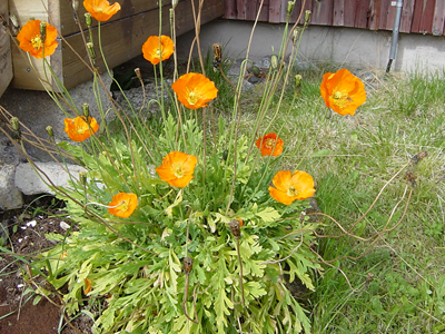DSC00593-2.JPG